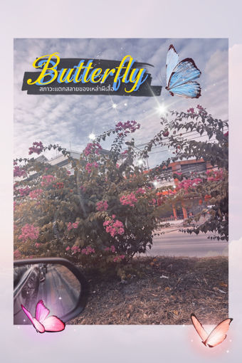 รูปภาพของ Butterfly:สภาวะแตกสลายของเหล่าผีเสื้อ